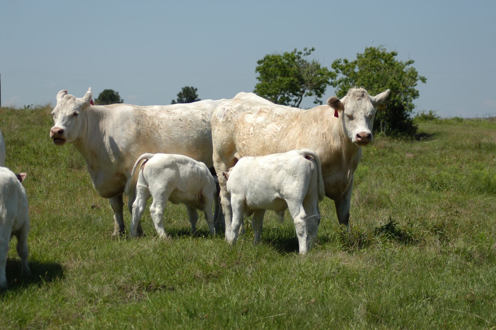 charolais cows